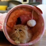 [SALE] Soft Cat Tunnel With Bed Mat